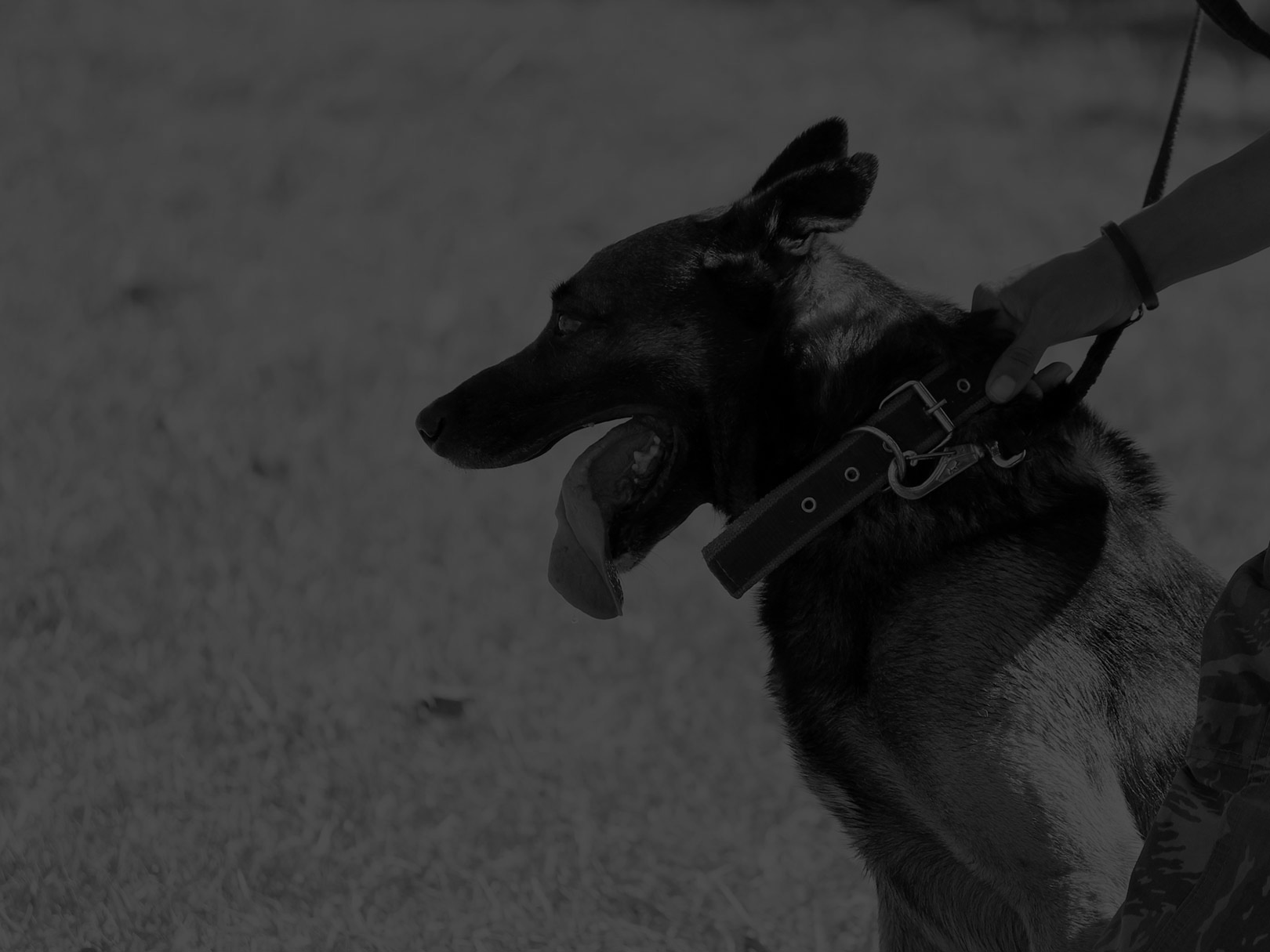 PPE Security - Dog Section Security