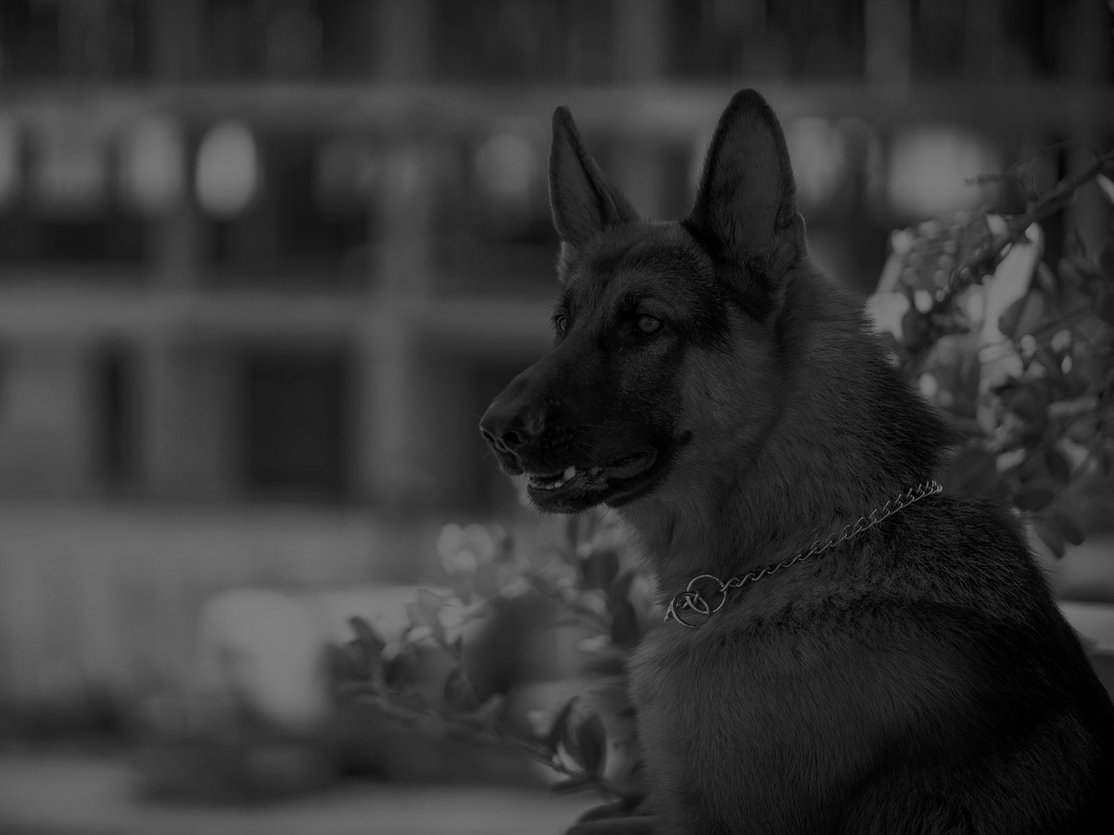 PPE Security - Dog Section Security